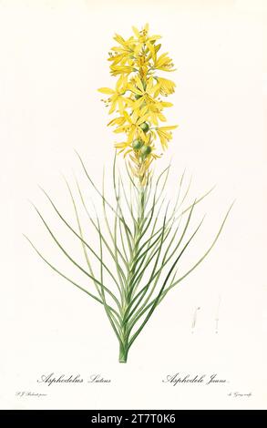 Vieille illustration de la lance du roi (Asphodeline lutea). Les liacées, de P. J. redouté. Impr. Didot Jeune, Paris, 1805 - 1816 Banque D'Images