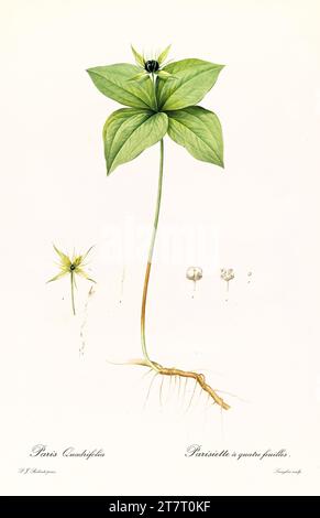 Illustration ancienne de Herb Paris (Paris quadrifolia). Les liacées, de P. J. redouté. Impr. Didot Jeune, Paris, 1805 - 1816 Banque D'Images