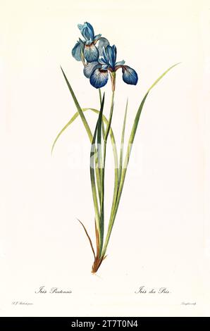Ancienne illustration de l'iris sibérien (Iris sibirica). Les liacées, de P. J. redouté. Impr. Didot Jeune, Paris, 1805 - 1816 Banque D'Images