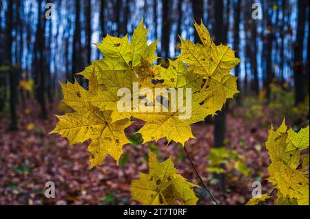 Branche de feuilles d'érable d'automne dorées dans la forêt. Feuillage avec ciel bleu comme arrière-plan Banque D'Images