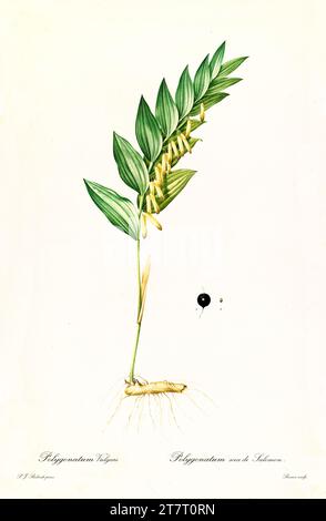 Vieille illustration du sceau parfumé de Salomon (Flagellaria indica). Les liacées, de P. J. redouté. Impr. Didot Jeune, Paris, 1805 - 1816 Banque D'Images
