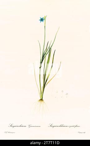 Vieille illustration de l'herbe aux yeux bleus (Sisyrinchium angustifolium). Les liacées, de P. J. redouté. Impr. Didot Jeune, Paris, 1805 - 1816 Banque D'Images