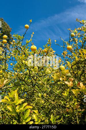 Orange amère, Poncirus trifollata, Rutaceae, sur l'île Mainau, lac de Constance, Baden-Württemberg, Allemagne, Europe Banque D'Images