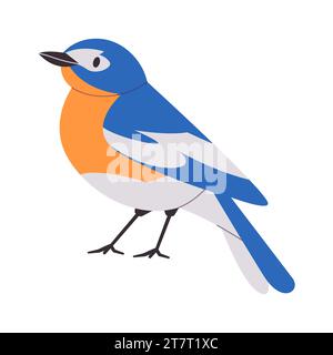 bluebird de montagne avec couleur orange et blanche petit bel animal de nature sauvage songbird vivent en amérique du nord Illustration de Vecteur