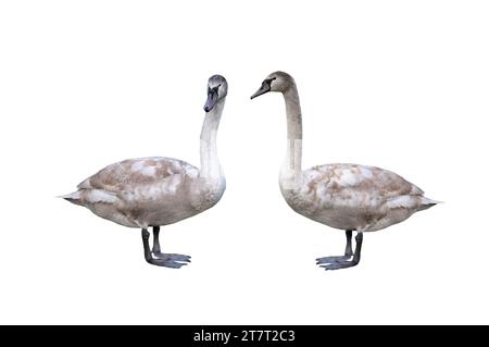 deux jeunes cygnes blancs isolés sur fond blanc Banque D'Images