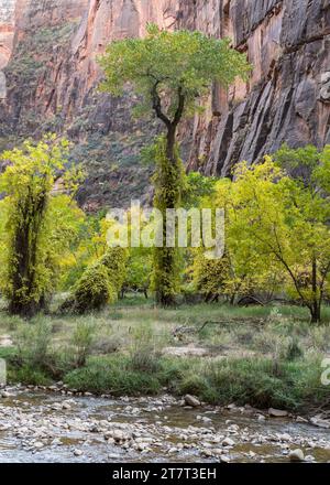 Couleurs d'automne sur la Riverside Walk et la rivière Virgin, dans le parc national de Zion, près de Springdale, Utah. Banque D'Images