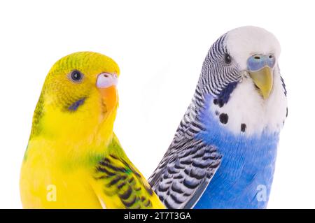 Budgerigar australien isolé sur un fond blanc Banque D'Images