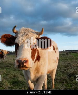 portrait d'une vache couchant le soleil Banque D'Images