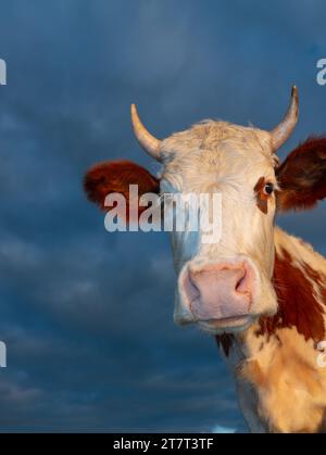 portrait d'une vache couchant le soleil Banque D'Images