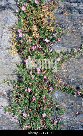 La restharche épineuse (Ononis spinosa) est un arbuste médicinal originaire d'Europe, d'Asie et d'Afrique du Nord. Cette photo a été prise au Cap de Creus, Girona, Catal Banque D'Images