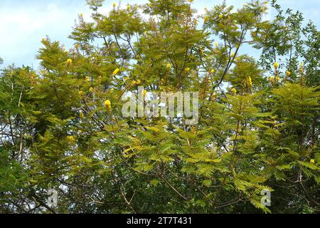 Le bois noir (Peltophorum africanum) est un arbre à feuilles caduques ou semi-caduques originaire d'Afrique australe. Banque D'Images