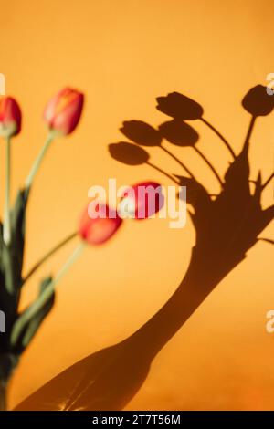 Tulipes rouges avec ombre de tulipe Banque D'Images