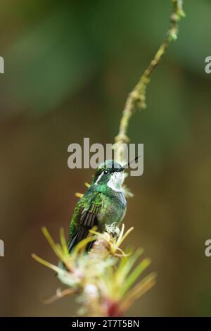 Perché White Throated Mountain Gem Hummingbird Banque D'Images