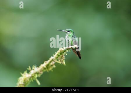 Perching Green-couronné brillant colibri dans les Highlands Banque D'Images