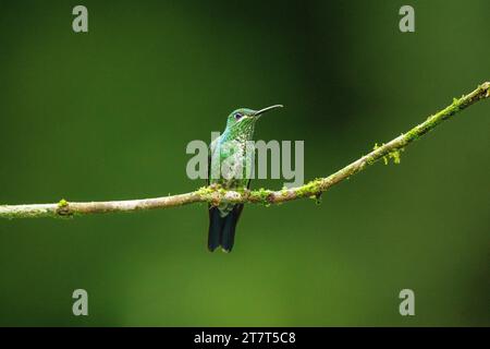 Colibri brillant couronné de vert sur la branche couverte de mousse au Panama Banque D'Images