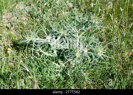 Le chardon étoilé violet ou chardon étoilé rouge (Centaurea calcitrapa) est une plante médicinale annuelle ou biennale originaire du sud de l'Europe, de l'Afrique du Nord et de l'Ouest Banque D'Images