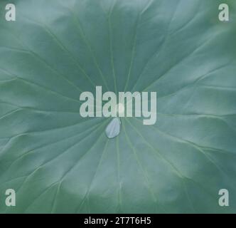 image rapprochée des nénuphars verts et de la goutte d'eau Banque D'Images