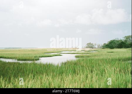 Marais du patrimoine de Botany Bay à Edisto Island SC Banque D'Images