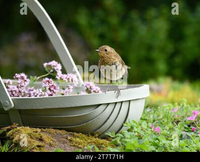 Robin européen erithacus rubecula, juvénile perché sur un panier de fleurs dans le jardin, comté de Durham, Angleterre, Royaume-Uni, août. Banque D'Images