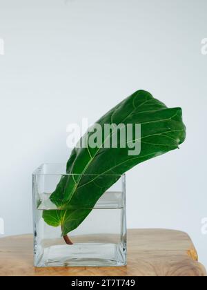 Propoding une plante de maison de figuier de violon dans un vase d'eau Banque D'Images