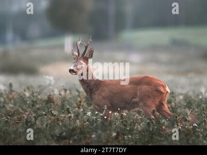 Roe cerf Buck debout dans une prairie un matin brumeux Banque D'Images