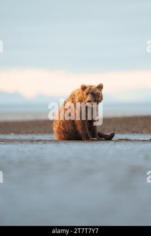 Ours brun côtier assis près de l'eau Banque D'Images