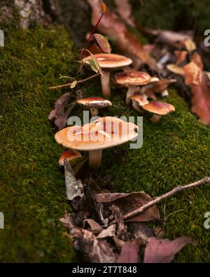 Famille de champignons sur une bûche mousseline Banque D'Images