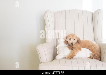 Mini Golden Doodle reposant sur un oreiller sur une chaise Banque D'Images