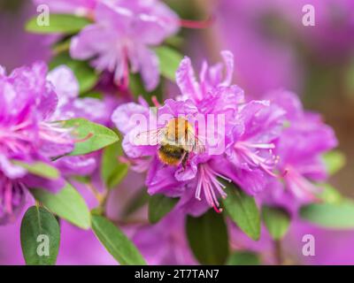 Fleurs roses de l'espace de copie de rhododendron sibérien. Rhododendron dauricum. Floraison printanière du rhododendron de l'Altaï. Plan rapproché de Rhododendron dauricu Banque D'Images