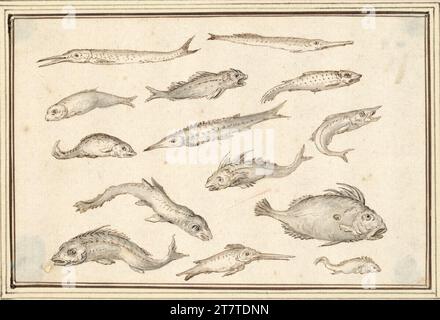 Albert Flamen Fiche d'étude avec quatorze poissons, un esturgeon au milieu (V-33). FEDER en brun et gris noir, gris lavé ; dans le Li. Coin inférieur légèrement endommagé. Banque D'Images