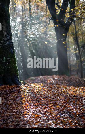 Hambledon Road, Godalming. 17 novembre 2023. Une belle matinée ensoleillée à travers les Home Counties aujourd'hui. Couleurs automnales dans le village de Hambledon près de Godalming dans le Surrey. Crédit : james jagger/Alamy Live News Banque D'Images