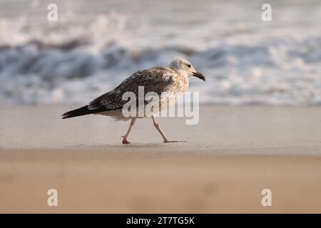 Recherche de mouettes sur la plage. Fond animal. Banque D'Images