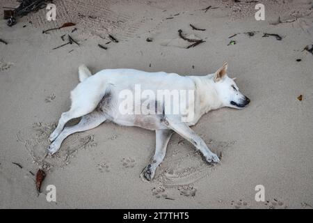 Un chien blanc sans abri se trouve à l'ombre sur le sable, attendant la chaleur de midi. Banque D'Images