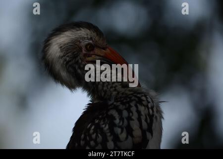 Oiseau en bec de corne indigène au parc national Kruger, Afrique du Sud avec son bec énorme, il mangera des insectes et des restes de nourriture des visiteurs. Banque D'Images