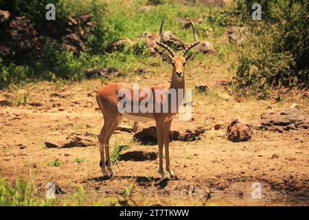 Red Impala mâle buck debout son sol à Waterhole à Musina Afrique du Sud. Banque D'Images