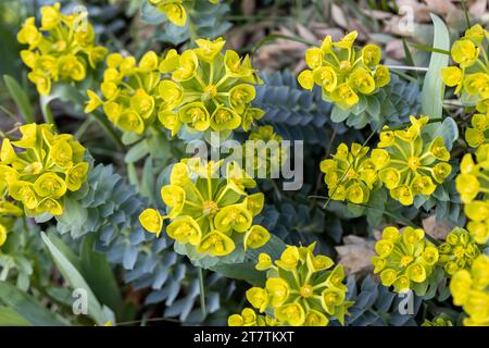 Fleurs vertes de myrsinites de Myrtle Euphorbia, de l'euphorbe myrte, de l'euphorbe bleu ou de l'euphorbe glauque à larges feuilles Banque D'Images