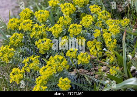 Fleurs vertes de myrsinites de Myrtle Euphorbia, de l'euphorbe myrte, de l'euphorbe bleu ou de l'euphorbe glauque à larges feuilles Banque D'Images