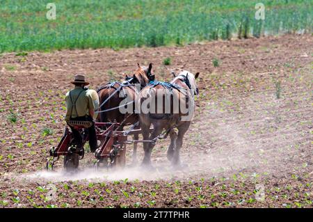 Une vue d'un agriculteur amish cultivant son champ avec deux chevaux tirant sur un jour de printemps ensoleillé Banque D'Images