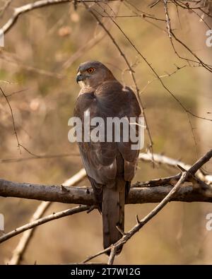 Shikra sauvage ou Accipiter badius ou petit oiseau de proie mâle benchawk bagué closeup perché dans le fond vert naturel dans la saison chaude de l'été en plein air Banque D'Images