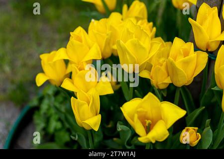 Les tulipes jaunes fleurissent au printemps. Fleur de tulipe nature. Fond floral. Jardin botanique. Bourgeons fleuris. Ambiance florissante. Belle plante pétale esthétique. Parterre de fleurs. Banque D'Images