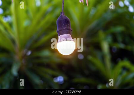 Une ampoule incandescente pend sur un câble devant une plante tropicale, la Thaïlande Banque D'Images