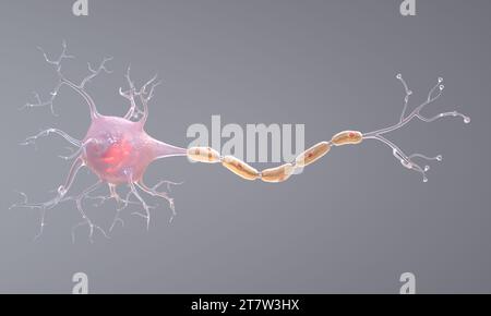 Neurones également appelés neurones ou cellules nerveuses. Les neurones transmettent des informations entre différentes parties du cerveau et entre le cerveau et le reste du Banque D'Images