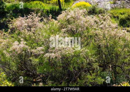 Tamarix gallica, Tamaris français Banque D'Images