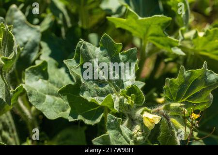 Hyoscyamus albus, White Henbane Plant Banque D'Images