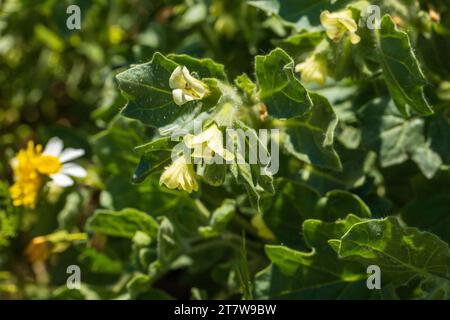 Hyoscyamus albus, White Henbane Plant Banque D'Images