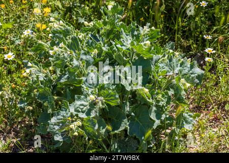 Hyoscyamus albus, White Henbane Plant Banque D'Images