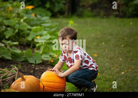 jeune garçon déterminé relève le défi de cueillir sa première citrouille dans le patch. L'excitation comme il lutte avec le poids Banque D'Images