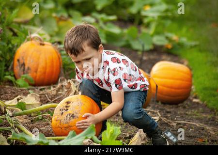 jeune garçon déterminé relève le défi de cueillir sa première citrouille dans le patch. L'excitation comme il lutte avec le poids Banque D'Images