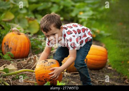 jeune garçon déterminé relève le défi de cueillir sa première citrouille dans le patch. L'excitation comme il lutte avec le poids Banque D'Images