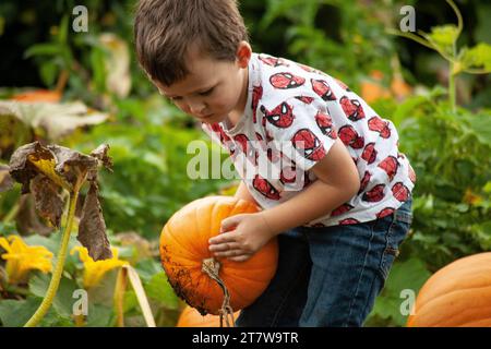 jeune garçon déterminé relève le défi de cueillir sa première citrouille dans le patch. L'excitation comme il lutte avec le poids Banque D'Images